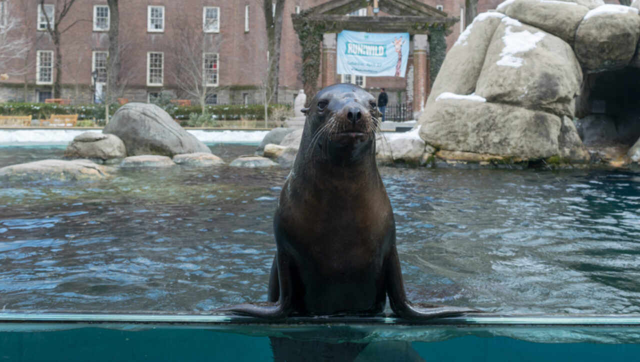 central park zoo