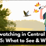Birdwatching in Central Park 2025: What to See & Where