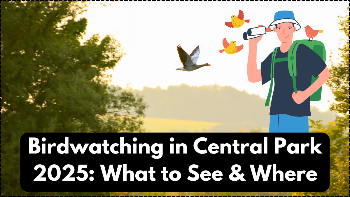Birdwatching in Central Park 2025: What to See & Where